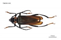 藏品(台灣麝香天牛)的圖片